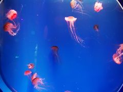 -海合安青岛极地海洋公园