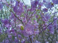 -黑龙江省森林植物园