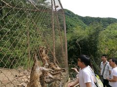 -王顺山国家森林公园