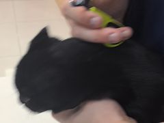 -全心全意连锁动物医院·微创中心·内科急重症·心脏专科(丰管路店)