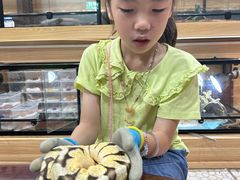 -上海大自然野生昆虫馆(东方明珠·爬宠昆虫探索中心)
