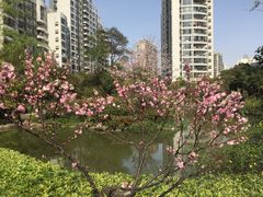 -新湖明珠城