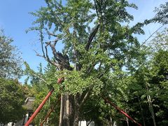 -上海佘山国家森林公园天马山园