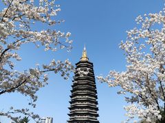 -红梅公园