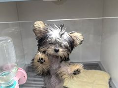 -萌宠之家·腊肠犬·马尔泰·小体犬舍