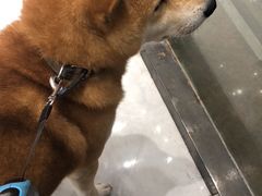 -宠爱有家宠物店(环镇北路店)