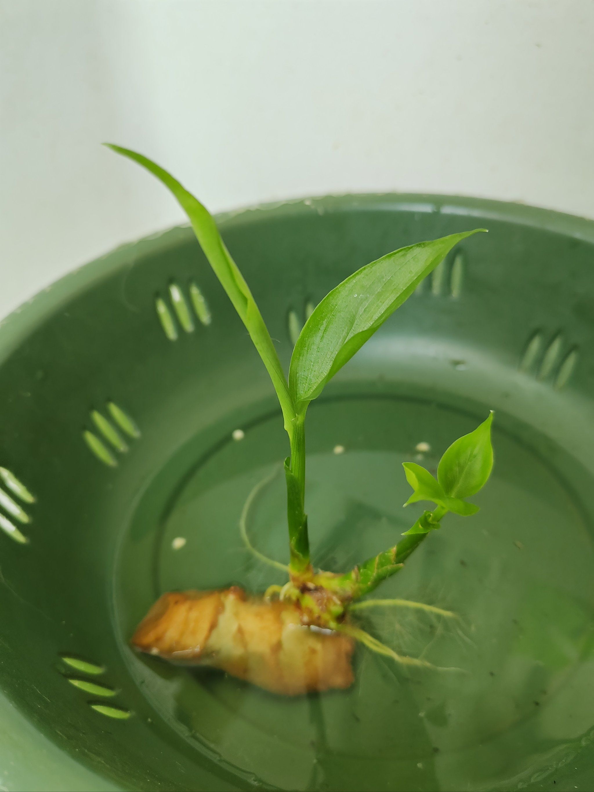 生姜被我无意给养成绿植了