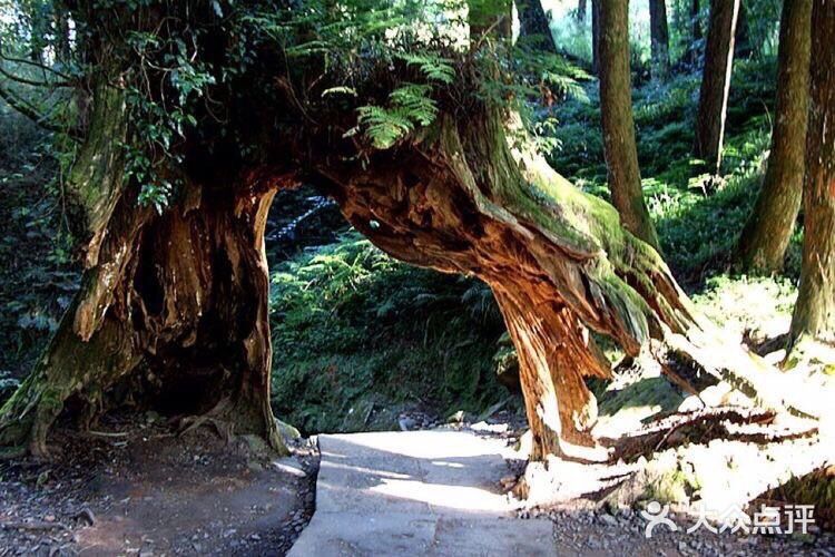 在枯树中再生新树为第三代