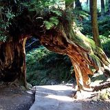 在枯树中再生新树为第三代