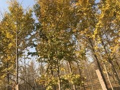 -老徐家柿子饼(北广济街店)