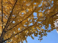 景点-什刹海-后海