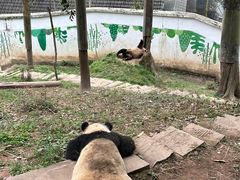 -中国大熊猫保护研究中心雅安碧峰峡基地