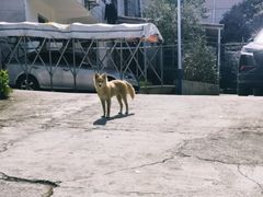 -麓山国际实验学校