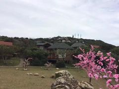 -杨梅坑