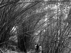 -铁山坪森林公园