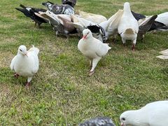 -玄武湖景区-情侣园游乐场