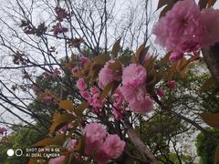 -高东镇樱花园