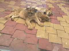 -大连森林动物园