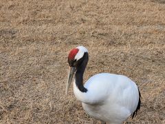 -盐城丹顶鹤湿地生态旅游区