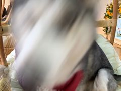 -Husky Go! 哈士奇体验馆·宠物咖啡厅狗咖