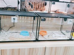 -Moni星球萌宠·小马宝莉·灵蛇·高端高阶全萌宠互动体验俱乐部(红豆国际广场店)