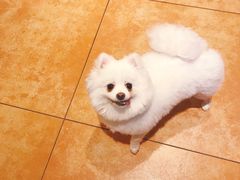 -more than meow吴止猫主题餐厅(承德 中船汇店)