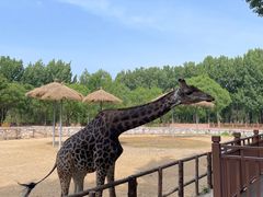 -北京野生动物园