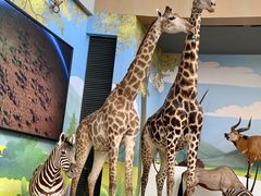 -陕西自然博物馆