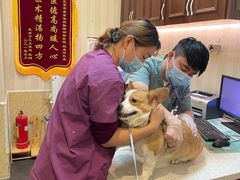 -宠爱国际动物医院·消化内科·心肾内科·ISFM猫友好(望京店)