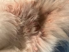 -汪喵宠物医院·骨科心脏影像·犬猫急重症ICU诊疗中心(成华分院)