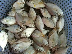 -龙溪海鲜酒家(溪涌店)