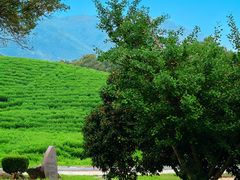 -帐篷客·溪龙茶谷度假酒店