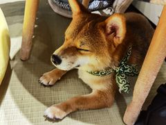 -逗柴咖啡屋·狗咖猫咖宠物桌游