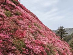 -木兰云雾山