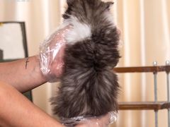 -小猫来了·猫舍(红山六九七九店)