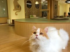 -猫和宫(六道口店)