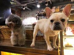 -more than meow吴止猫主题餐厅(承德 中船汇店)