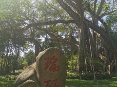 -瑞丽独树成林风景区