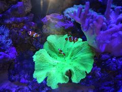 -上和臻品中国菜(花园街店)