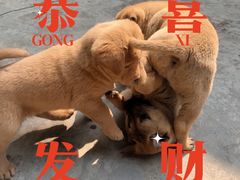 -遇见小面(凯德广场店)