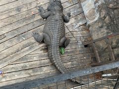 -深圳野生动物园