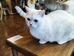-猫猫幼稚园·撸猫·桌游·电玩