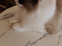 -Catmate·猫肥家润(金润铂宫店)
