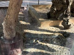 -野象谷景区