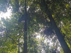 -铁山坪森林公园