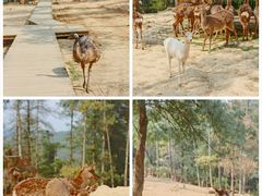 -云南野生动物园