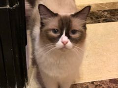 -猫色咖啡·猫咖