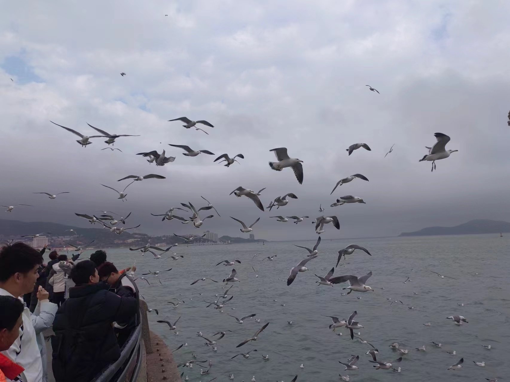 威海海鸥图片