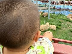 -西霞口神雕山野生动物世界