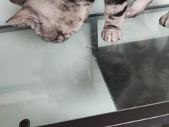 -平行世界·猫咖(首经贸店)